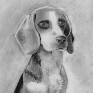 Beagle